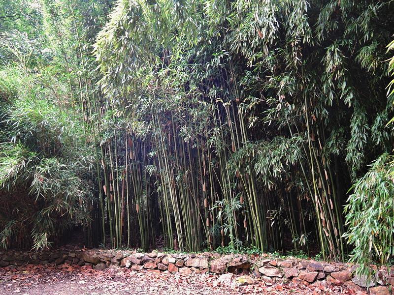 Mierne prerasten bambus