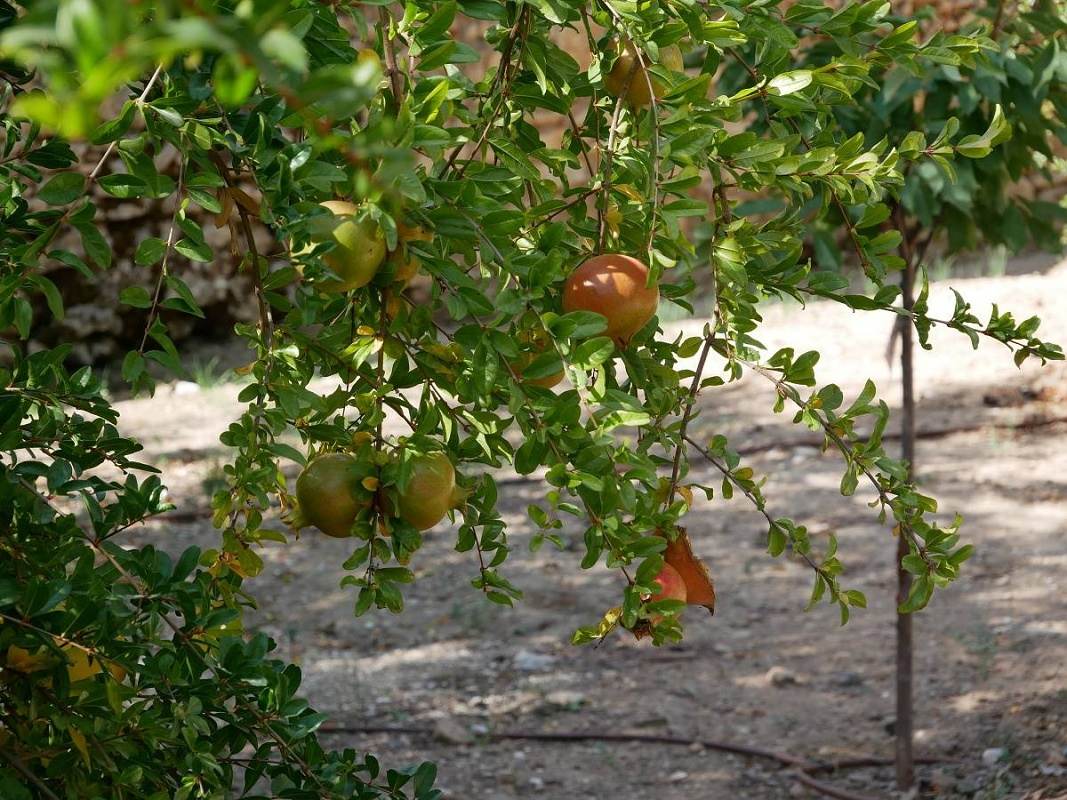Arabsk kpele (Banos Arabes) - grantov jablk