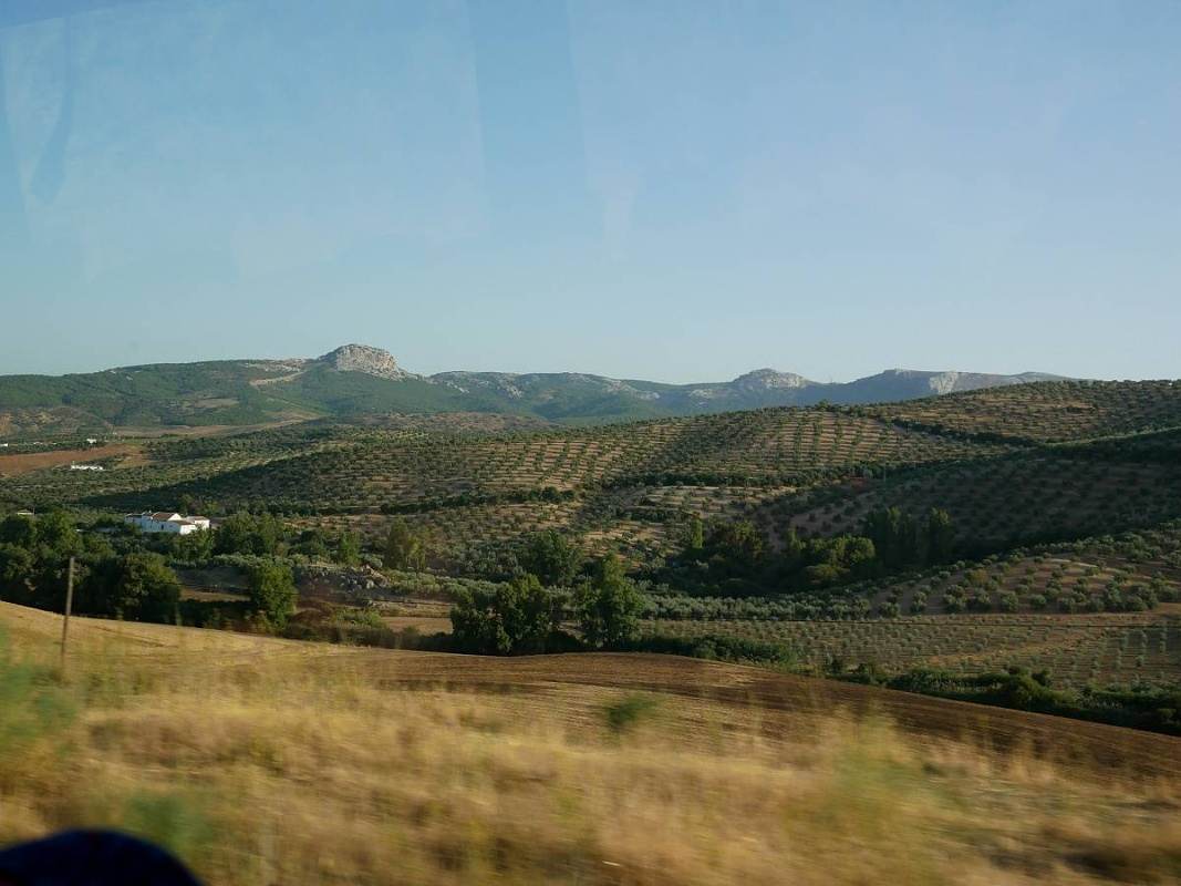 Krajina po ceste do Malagy - olivov hje a skaly