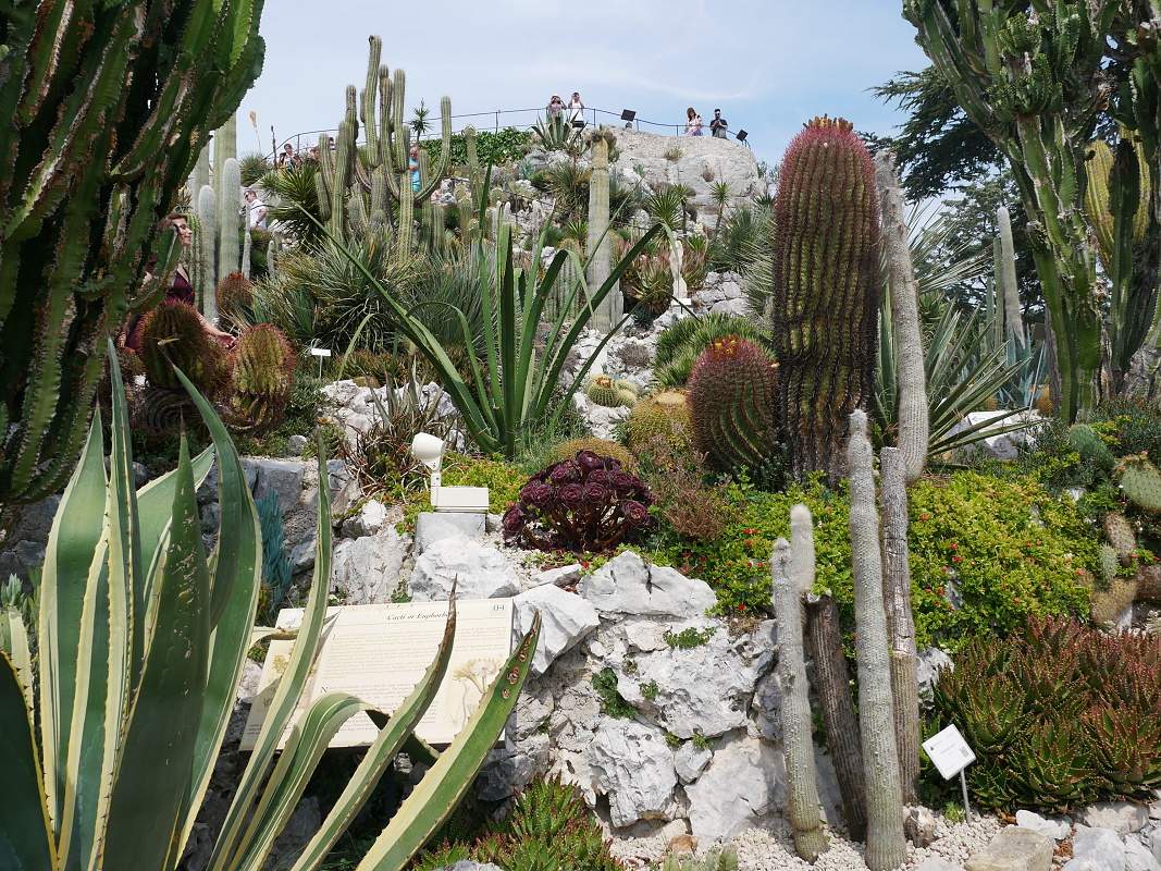 Botanick zhrada - kaktusy