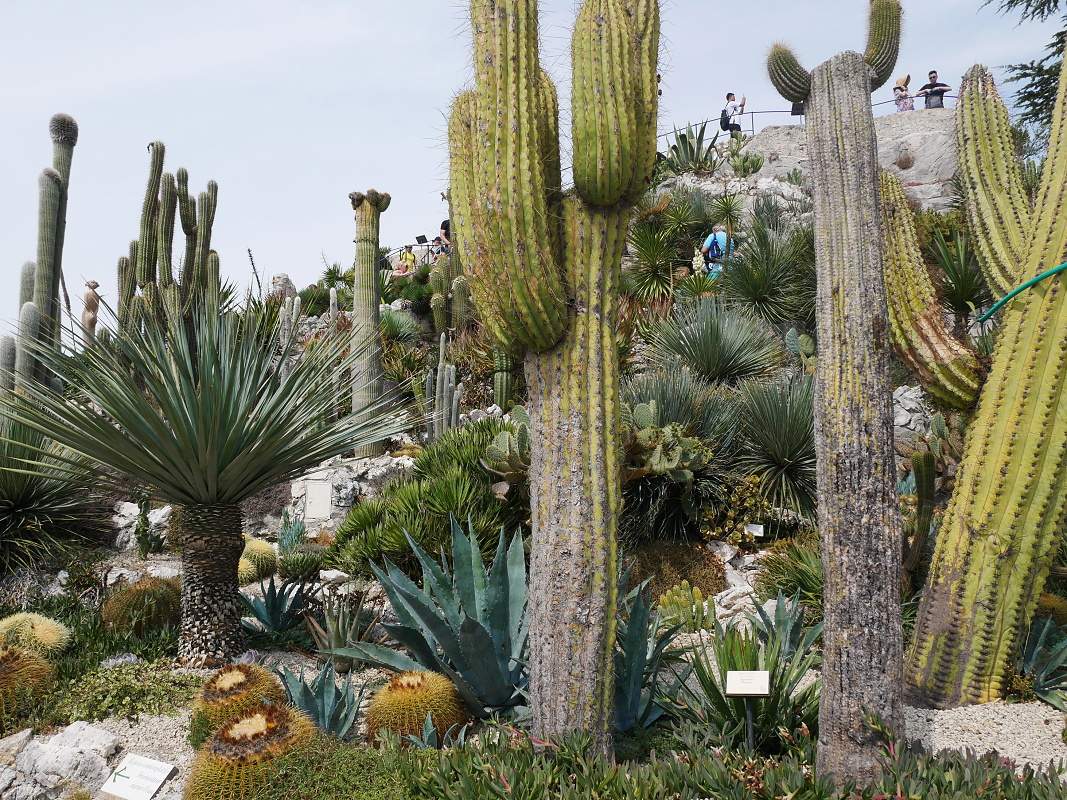 Botanick zhrada - kaktusy