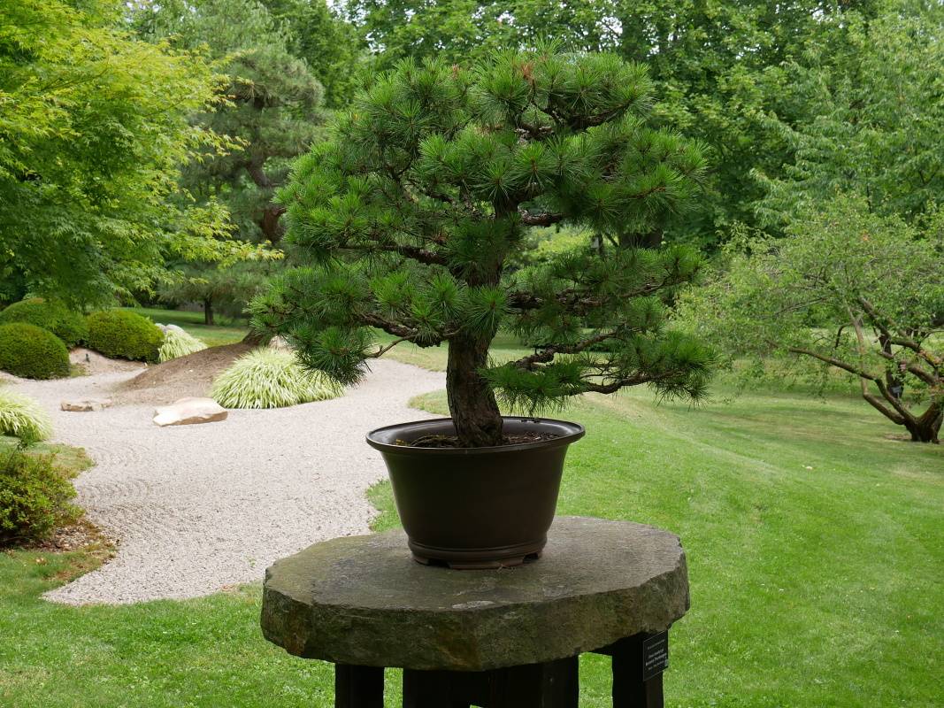 Japonsk zhrada