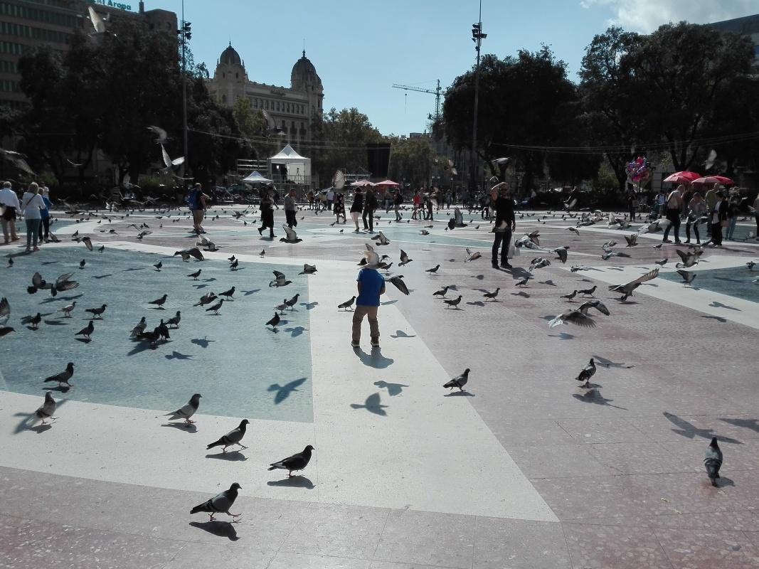 Holuby na Placa de Catalunya
