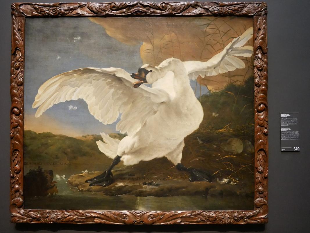 Jan Asselijn - Ohrozená labuť, 1650 