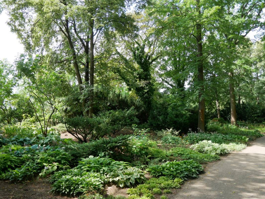 Tieňomilné trvalky - hosty ...