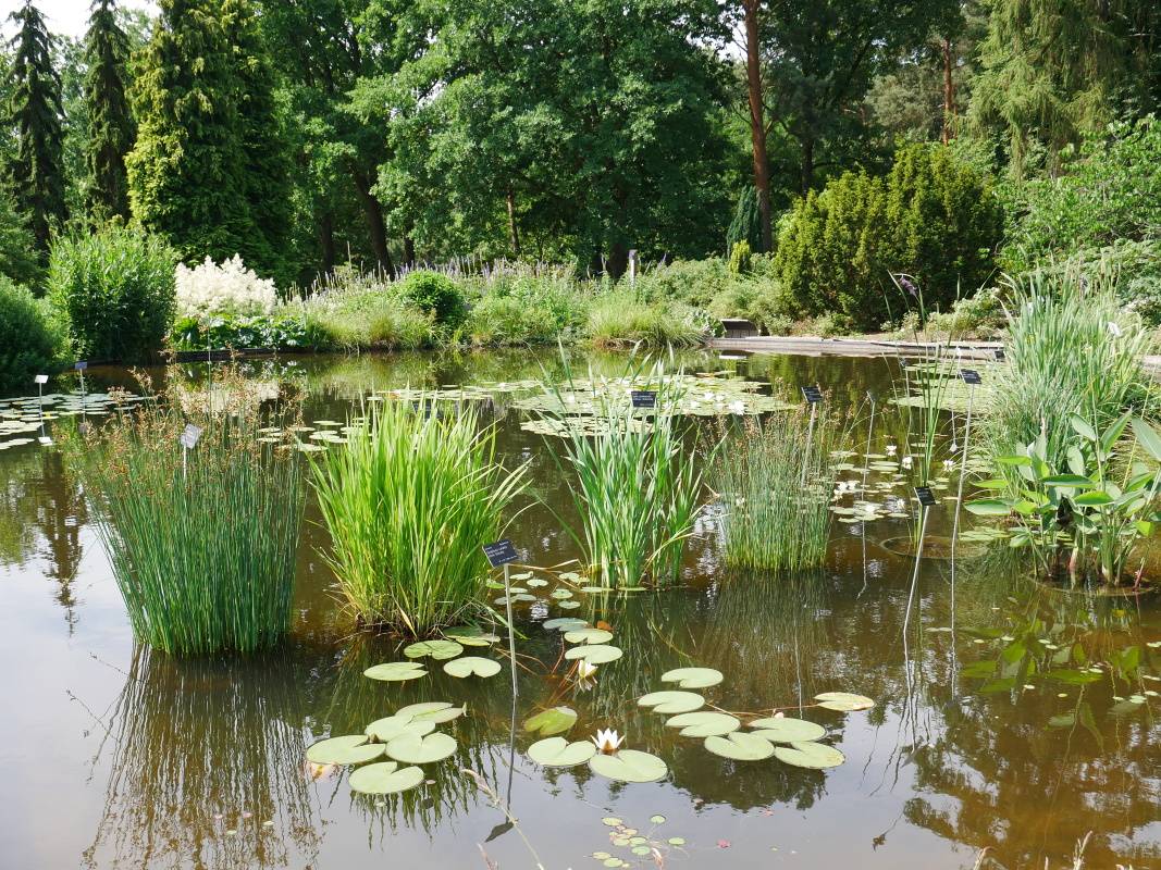 Jazierko za rašeliniskom