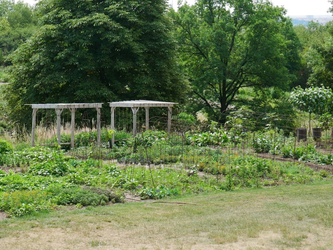 Úžitkové rastliny Nového sveta