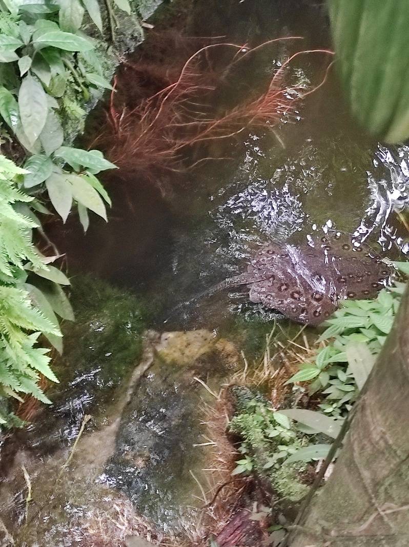 Skleník FataMorgana