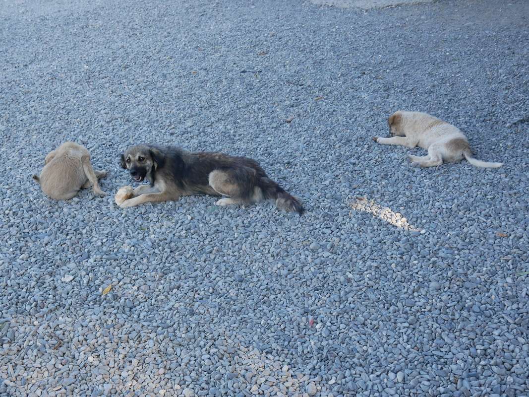 Všade je plno túlavých psov, ale starajú sa o nich ...