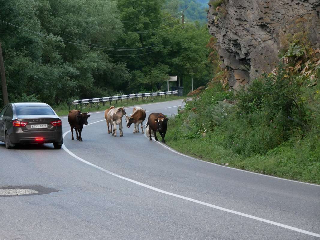 Kravy na ceste - bežný obrázok v Gruzínsku