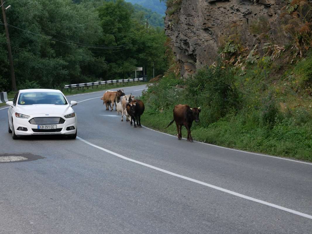 Kravy na ceste - bežný obrázok v Gruzínsku