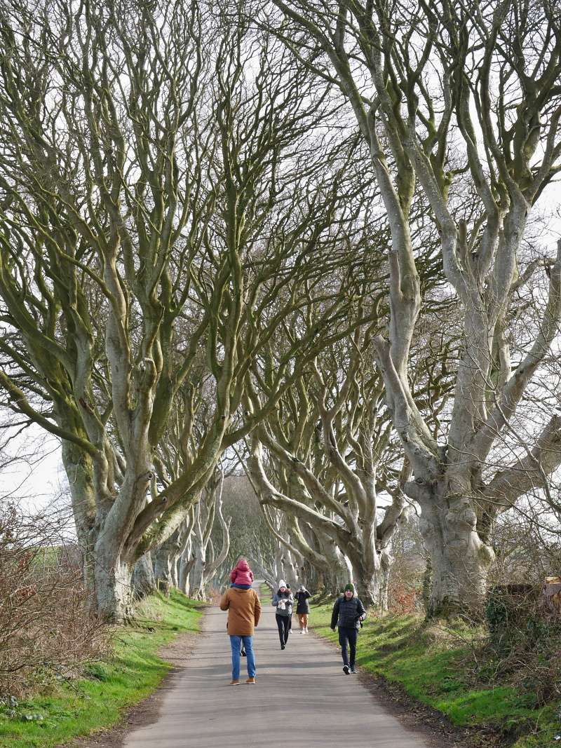Dark Hedges