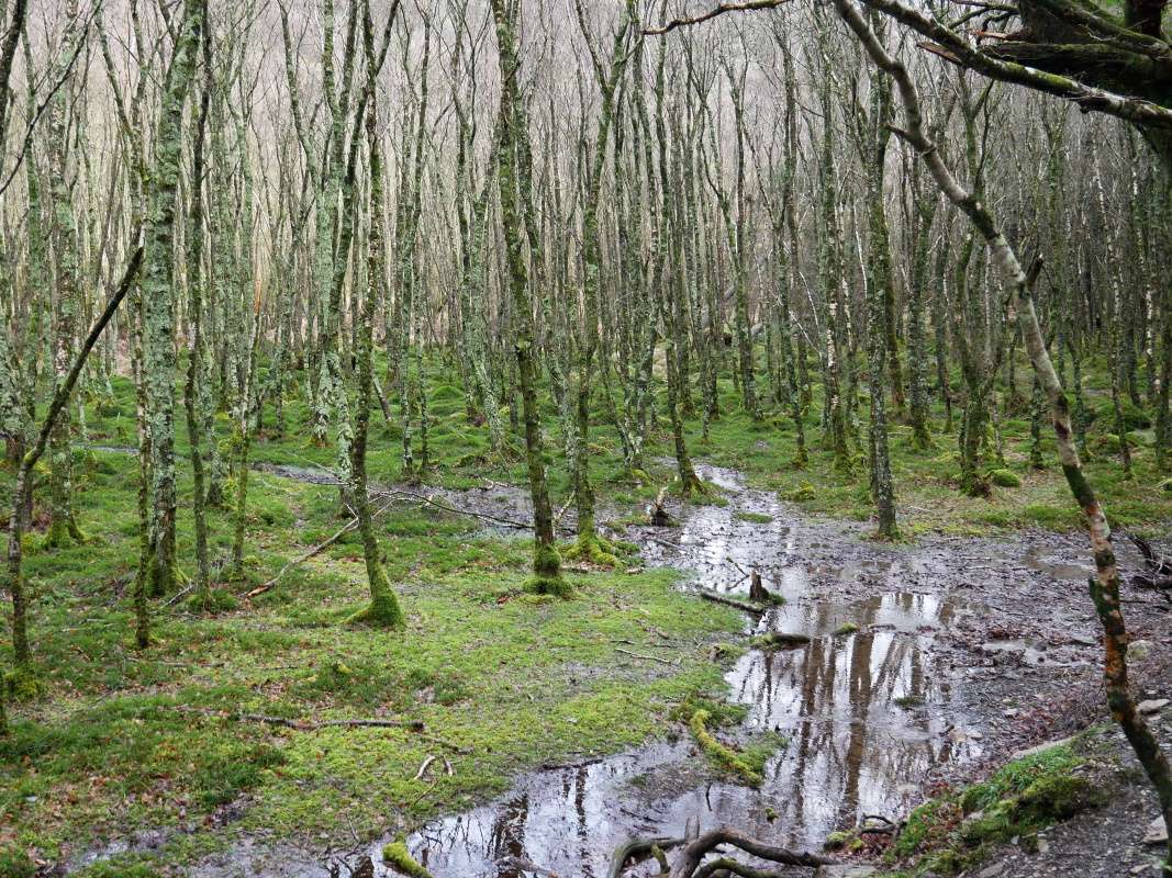 Glendalough - od Horného jazera k Dolnému
