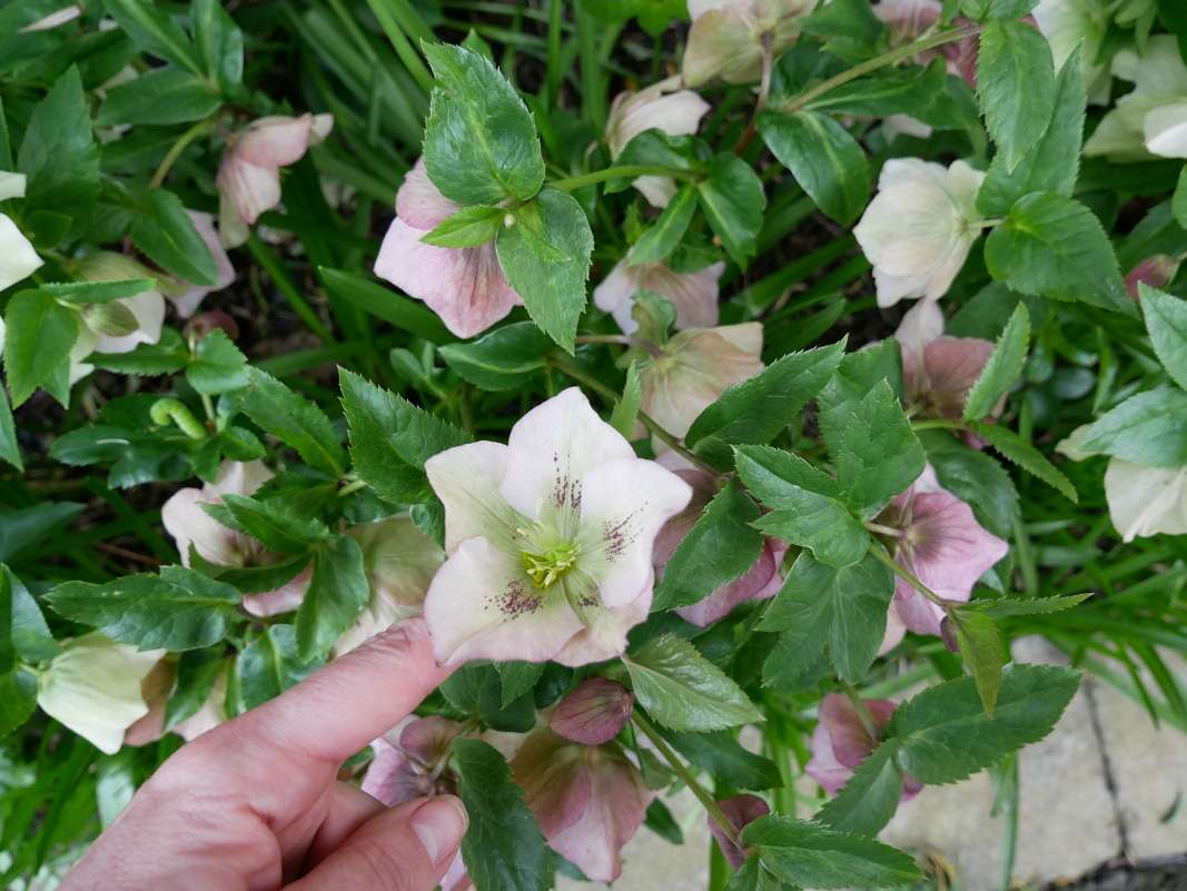 Botanická záhrada Talbot
