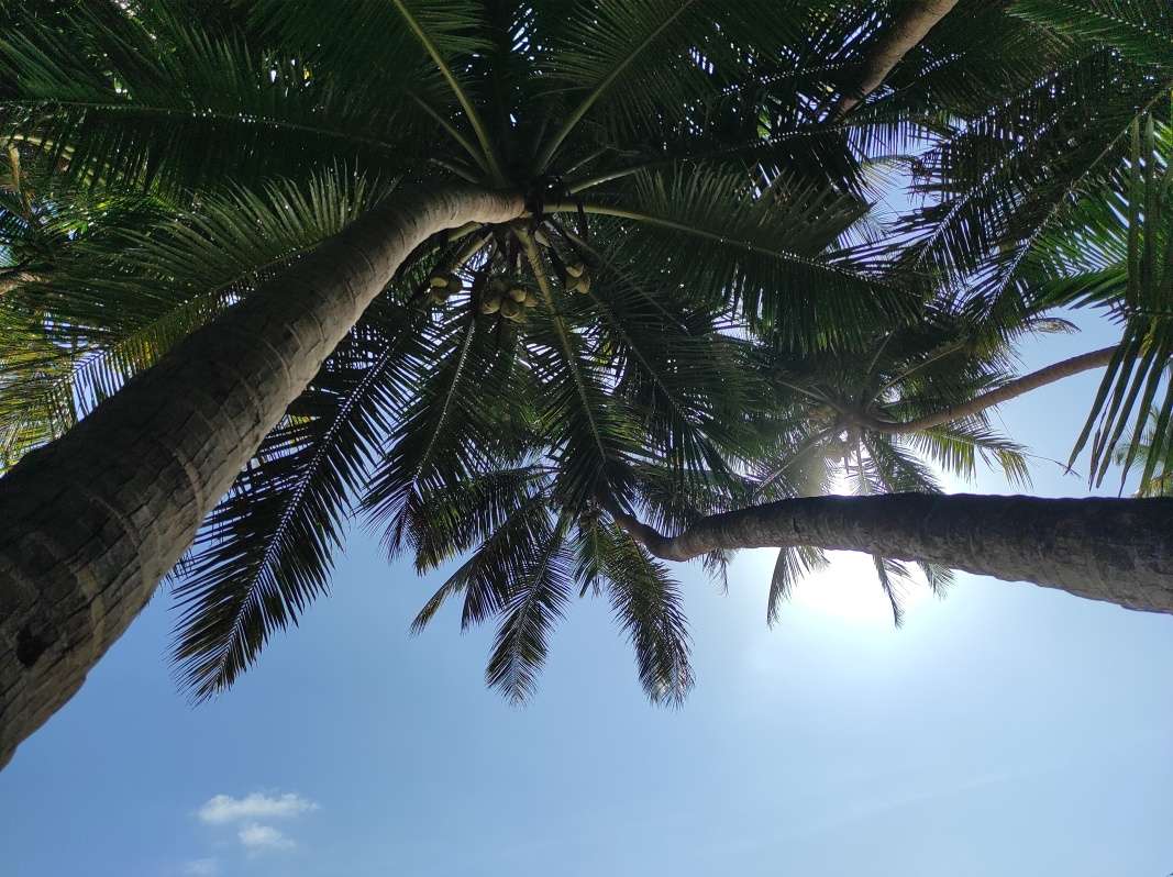 Kakolem beach - kokosové palmy nad hlavou