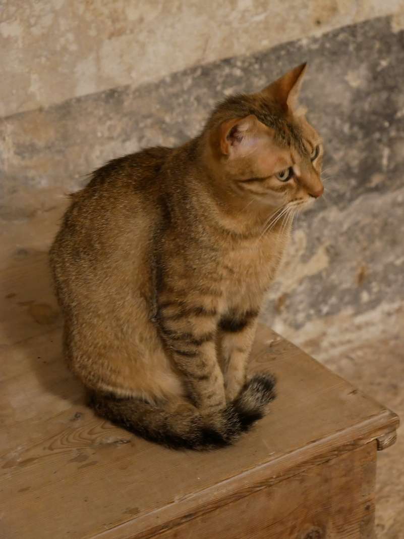 Valletta - Mysterium Fidei, Kláštor sv. Kataríny, mačička išla s nami všade