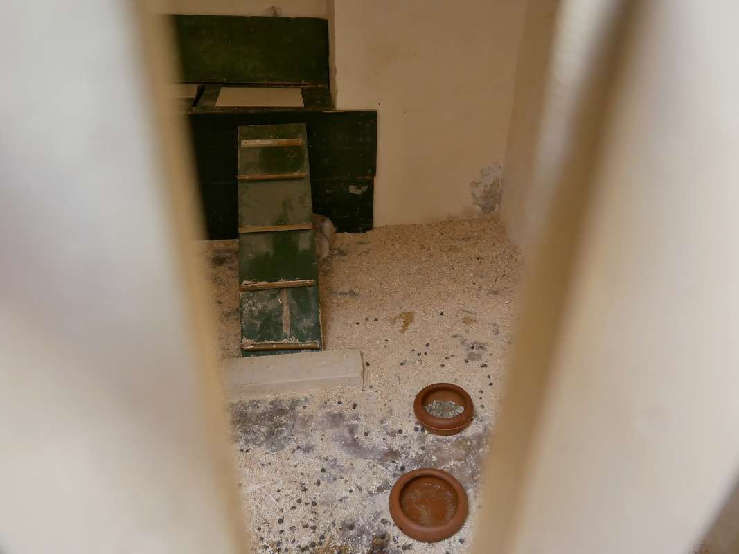 Valletta - Mysterium Fidei, Kláštor sv. Kataríny, zajačiky