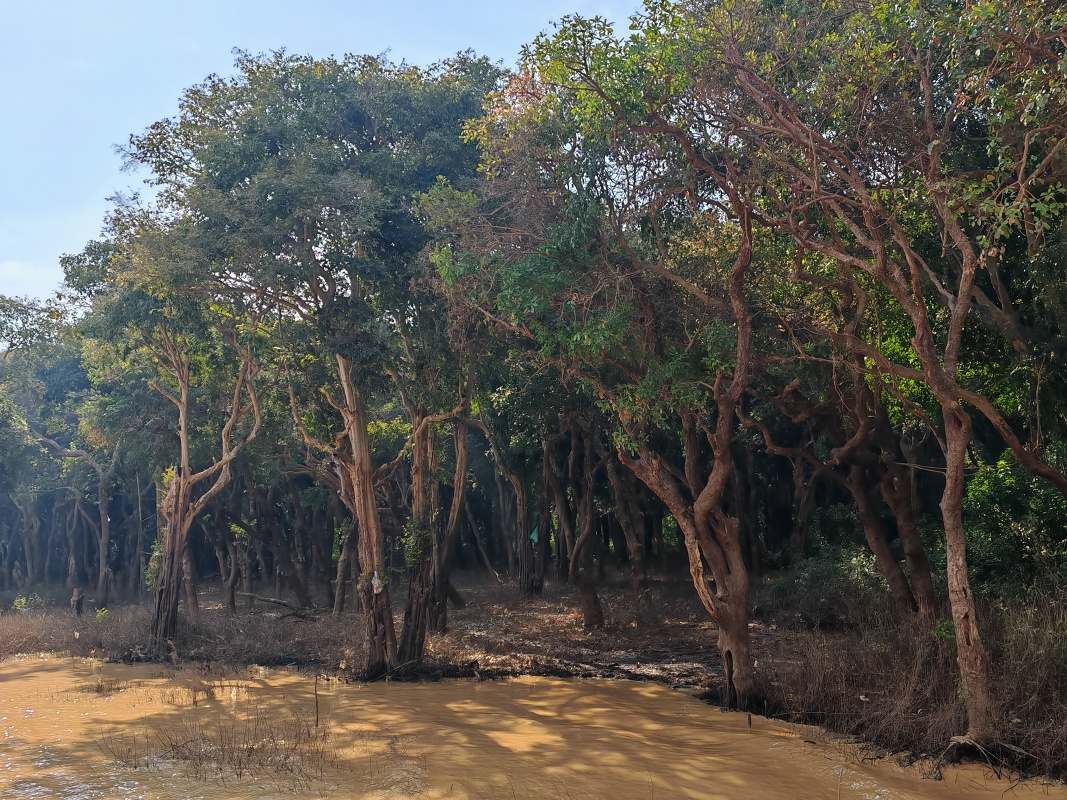 Mangrovníkové lesy