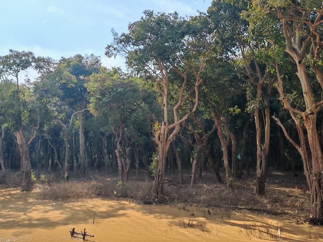 Mangrovníkové lesy