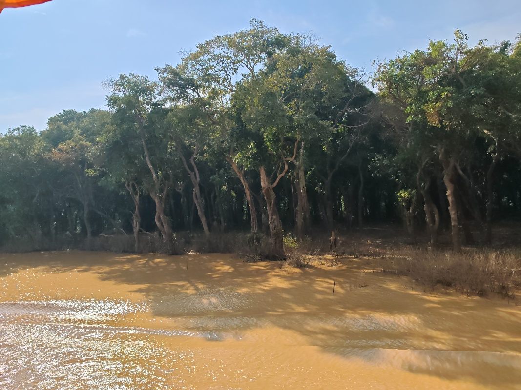 Mangrovníkové lesy