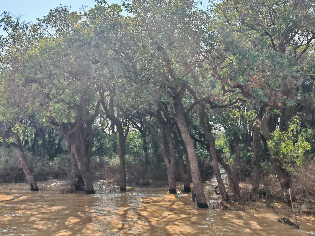 Mangrovníkové lesy