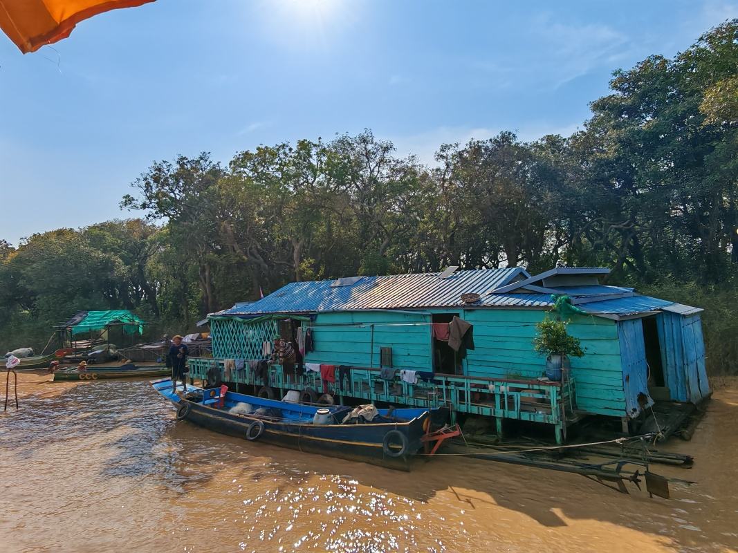 Mangrovníkové lesy