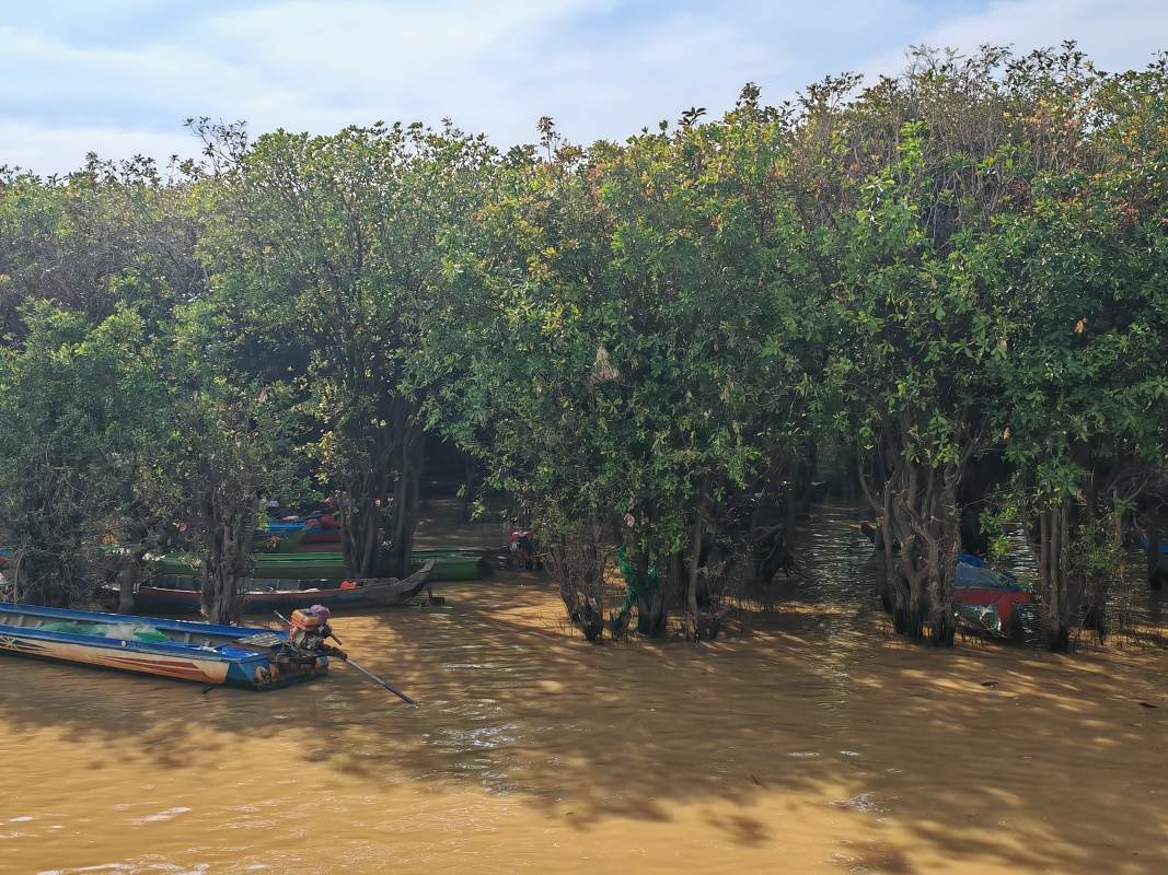 Mangrovníkové lesy