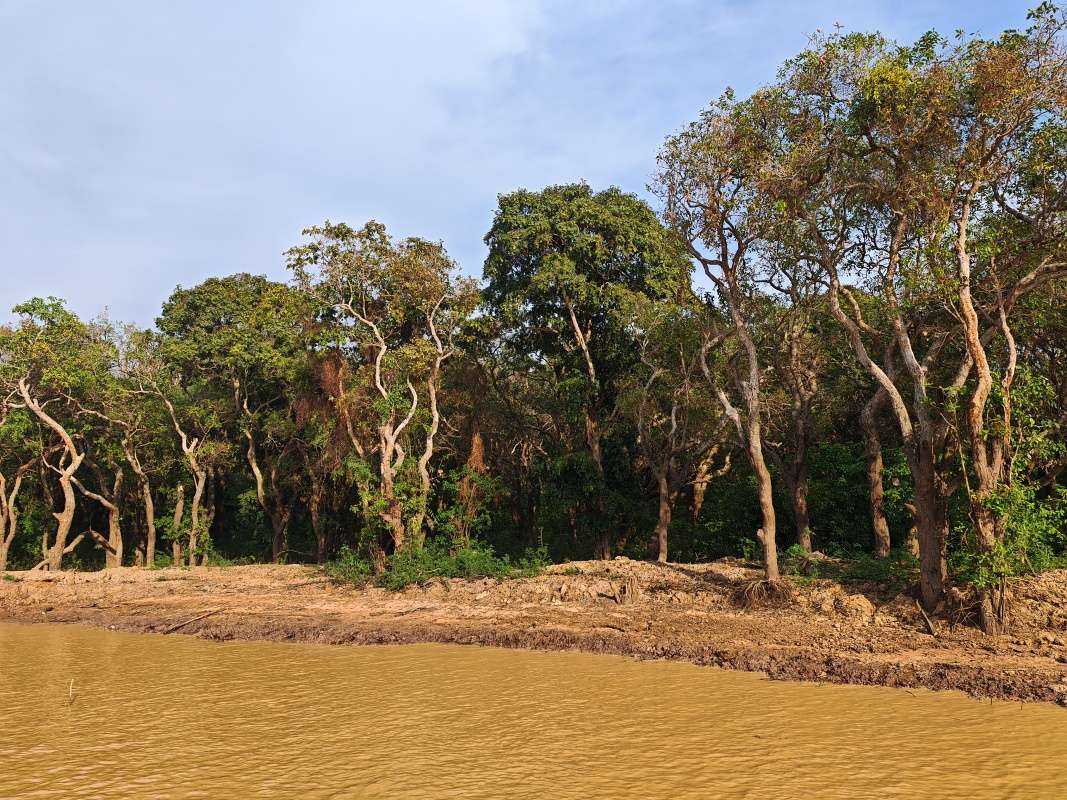 Mangrovníkové lesy