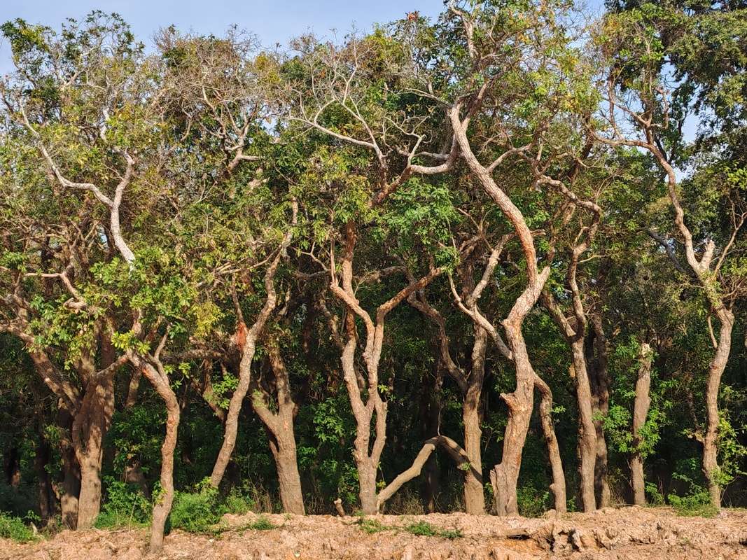 Mangrovníkové lesy