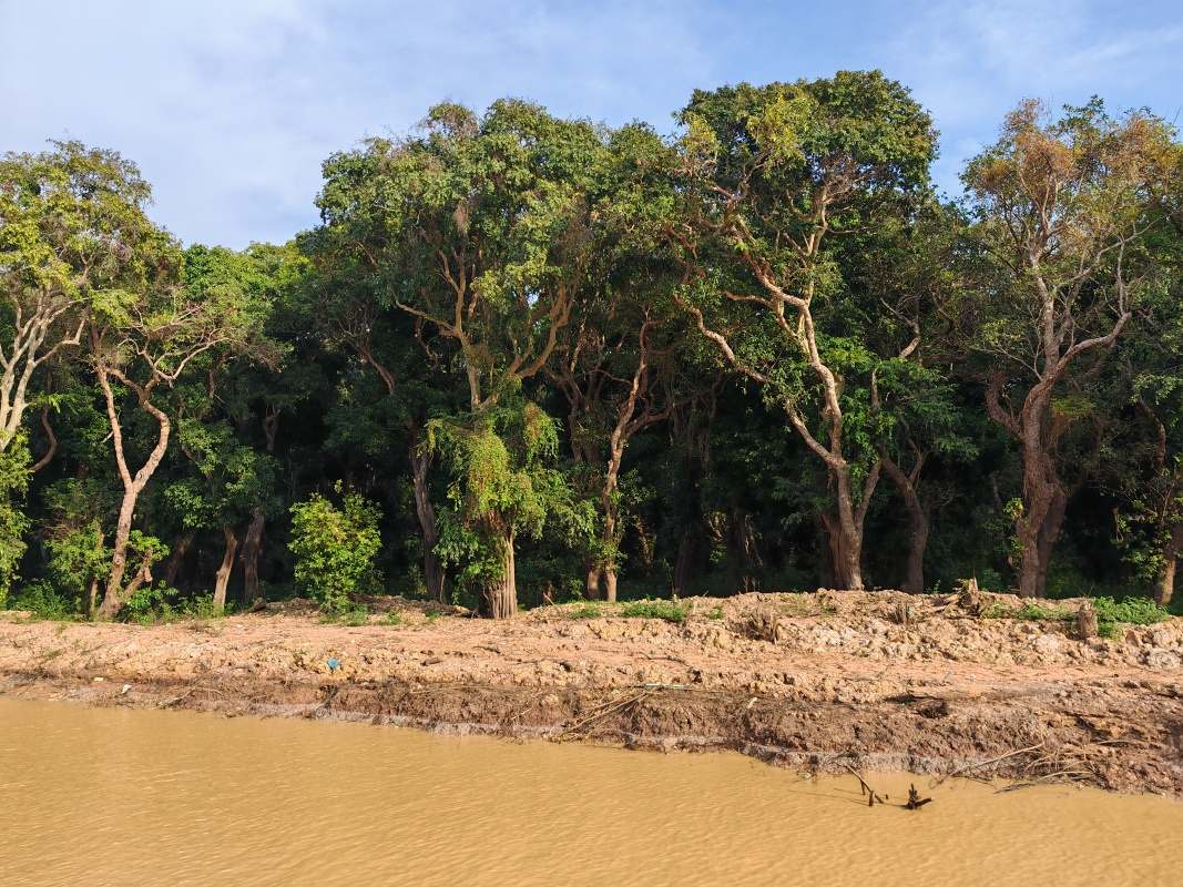 Mangrovníkové lesy