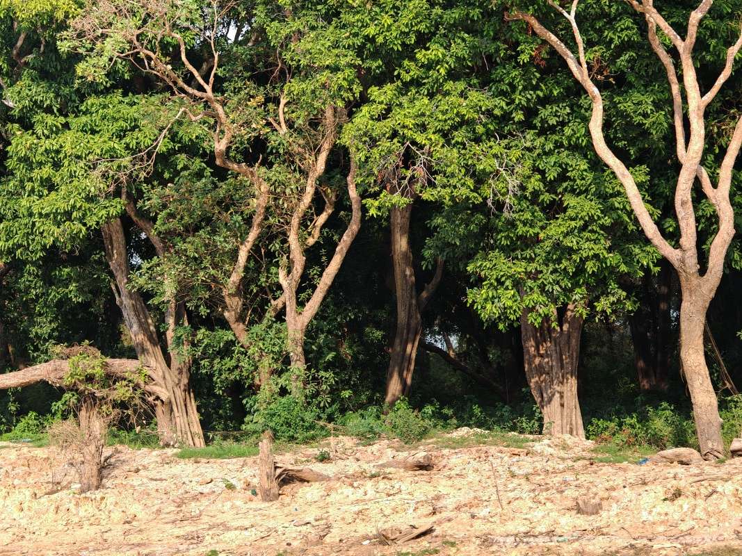 Mangrovníkové lesy