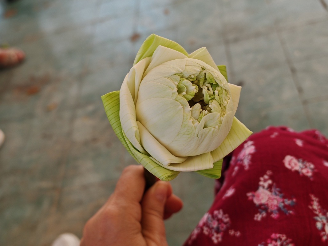 Púčiky lotosu sme dostali od našej thajskej sprievodkyne