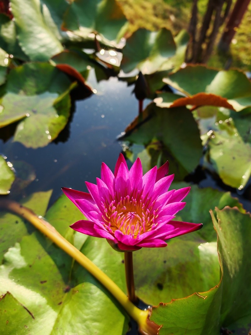 Odchádzame od Wiharn Phra Mongkhon Bophit a Wat Phra Si Sanphet