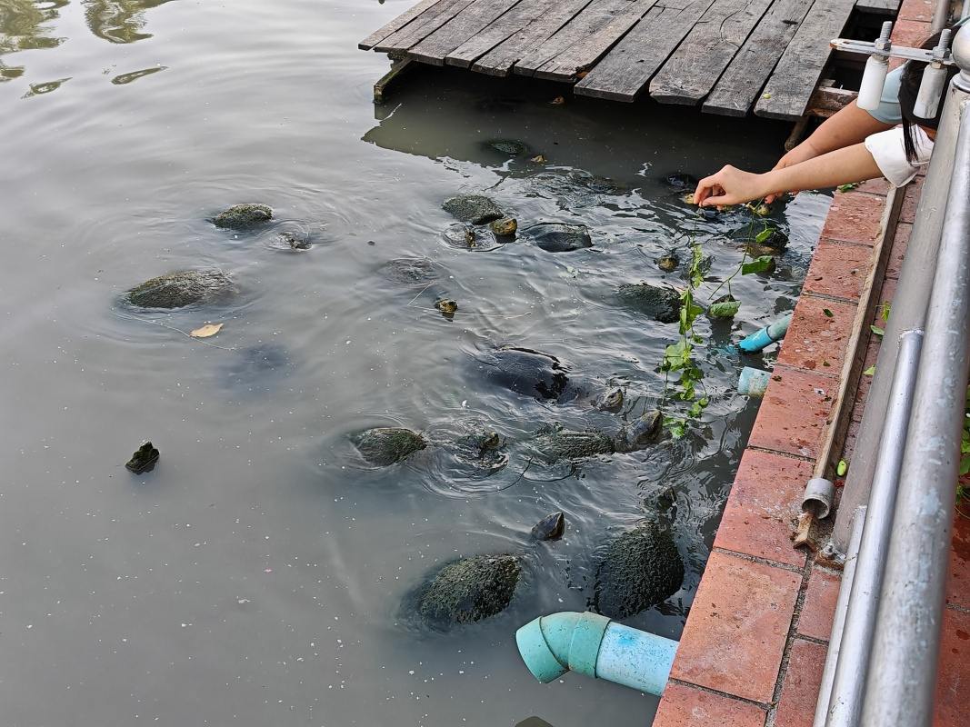 Wat Yai Chai Mongkhon - chovajú korytnačky ♥
