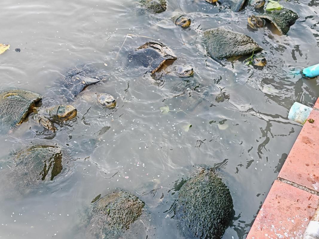 Wat Yai Chai Mongkhon - chovajú korytnačky ♥