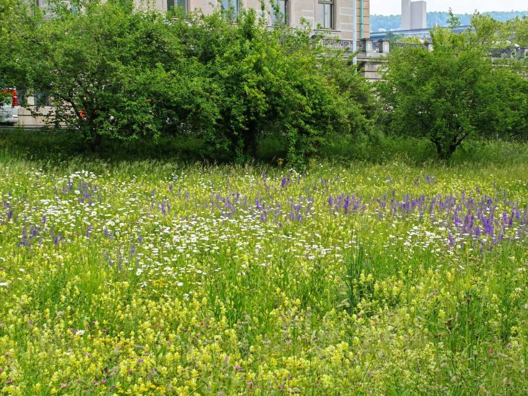 Opäť nepokosená lúka, krása