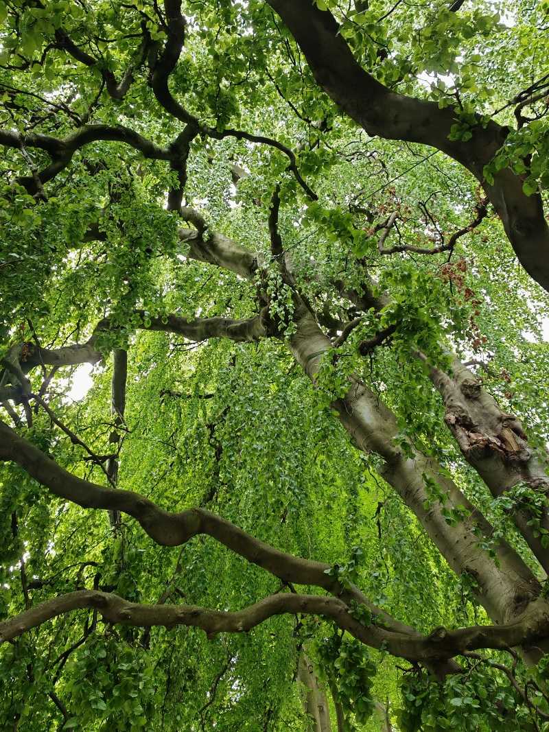Po ceste k skleníkom - úžasný strom