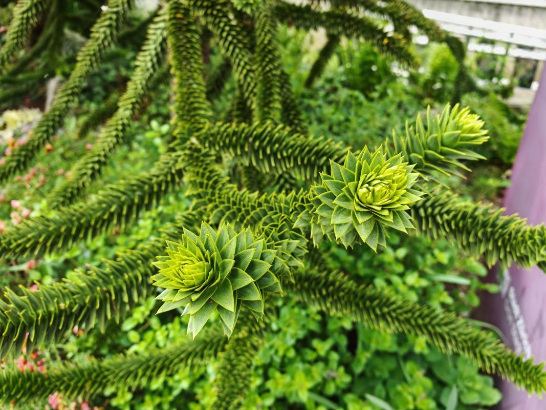 Skleníky so sukulentami