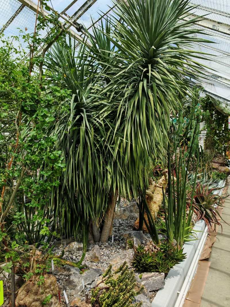 Skleníky so sukulentami