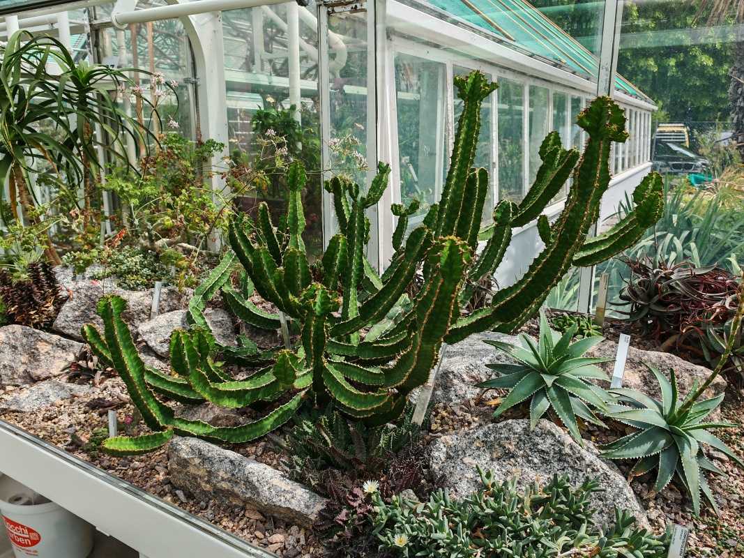 Skleníky so sukulentami