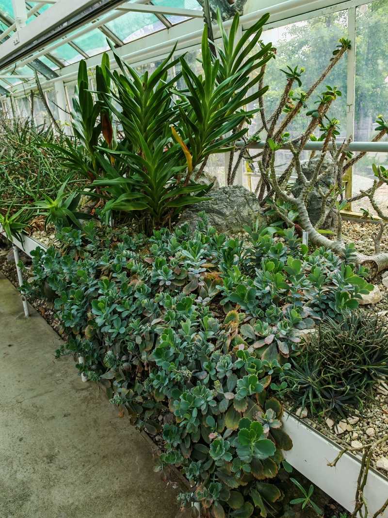 Skleníky so sukulentami