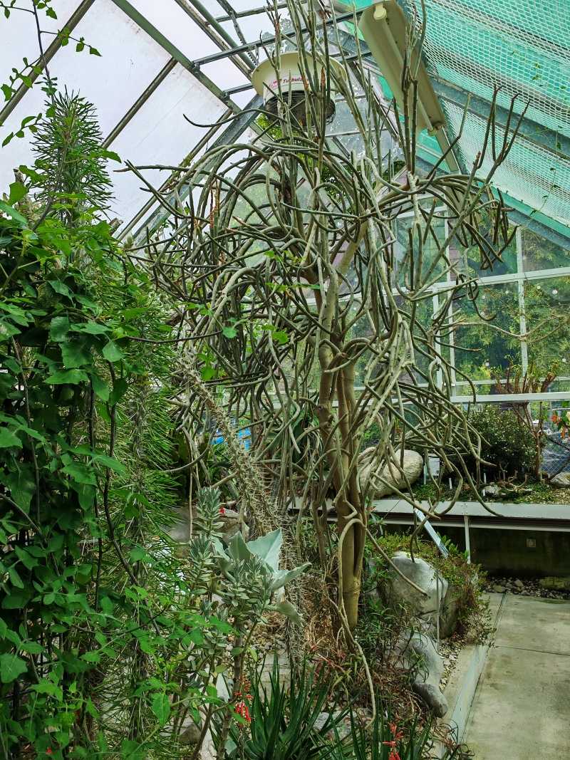 Skleníky so sukulentami