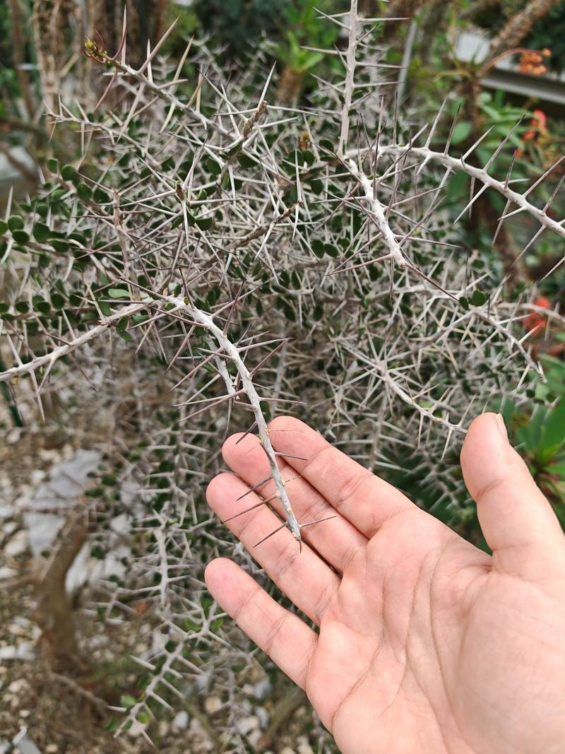 Skleníky so sukulentami