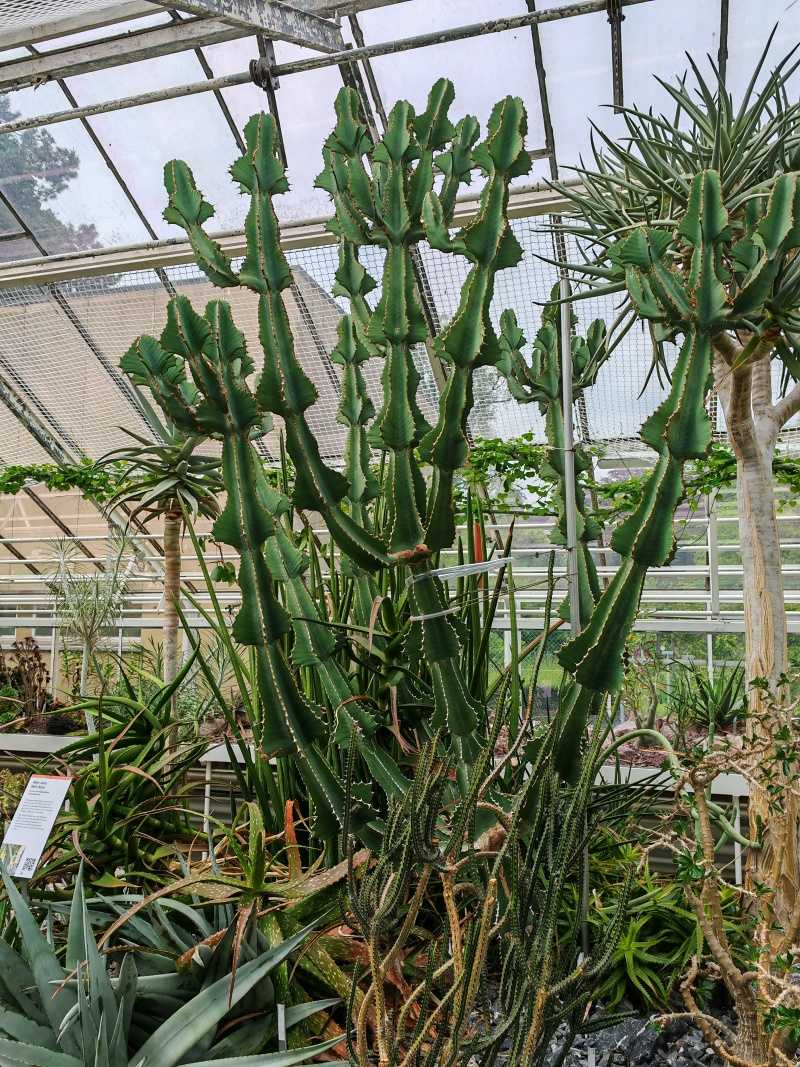 Skleníky so sukulentami