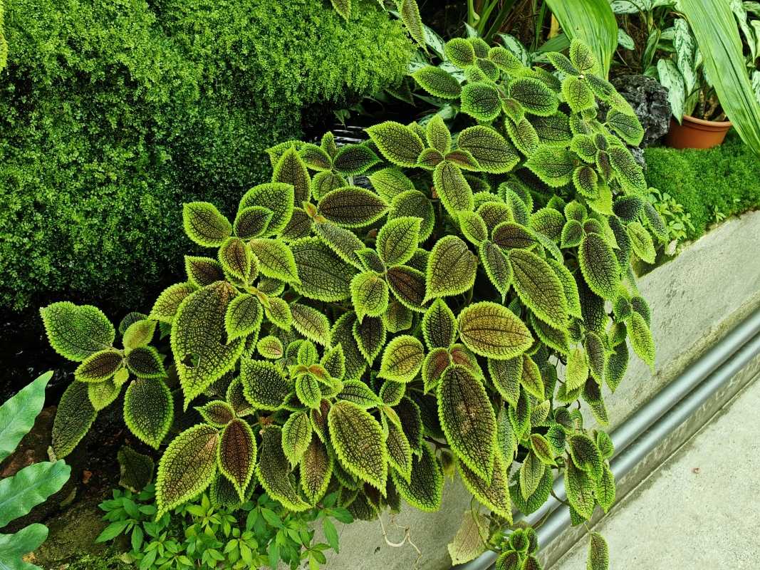 Skleníky so sukulentami