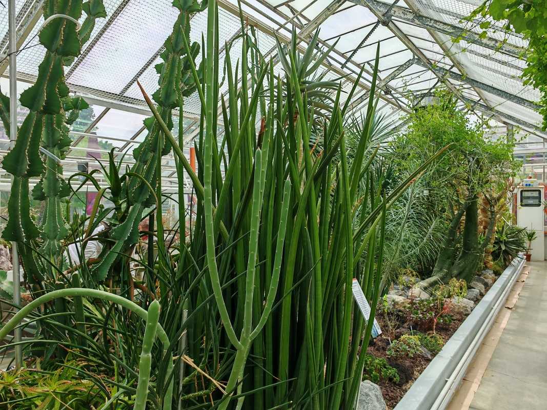 Skleníky so sukulentami