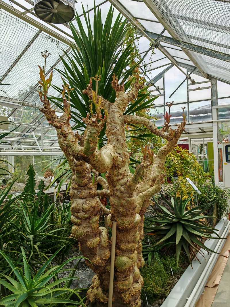 Skleníky so sukulentami