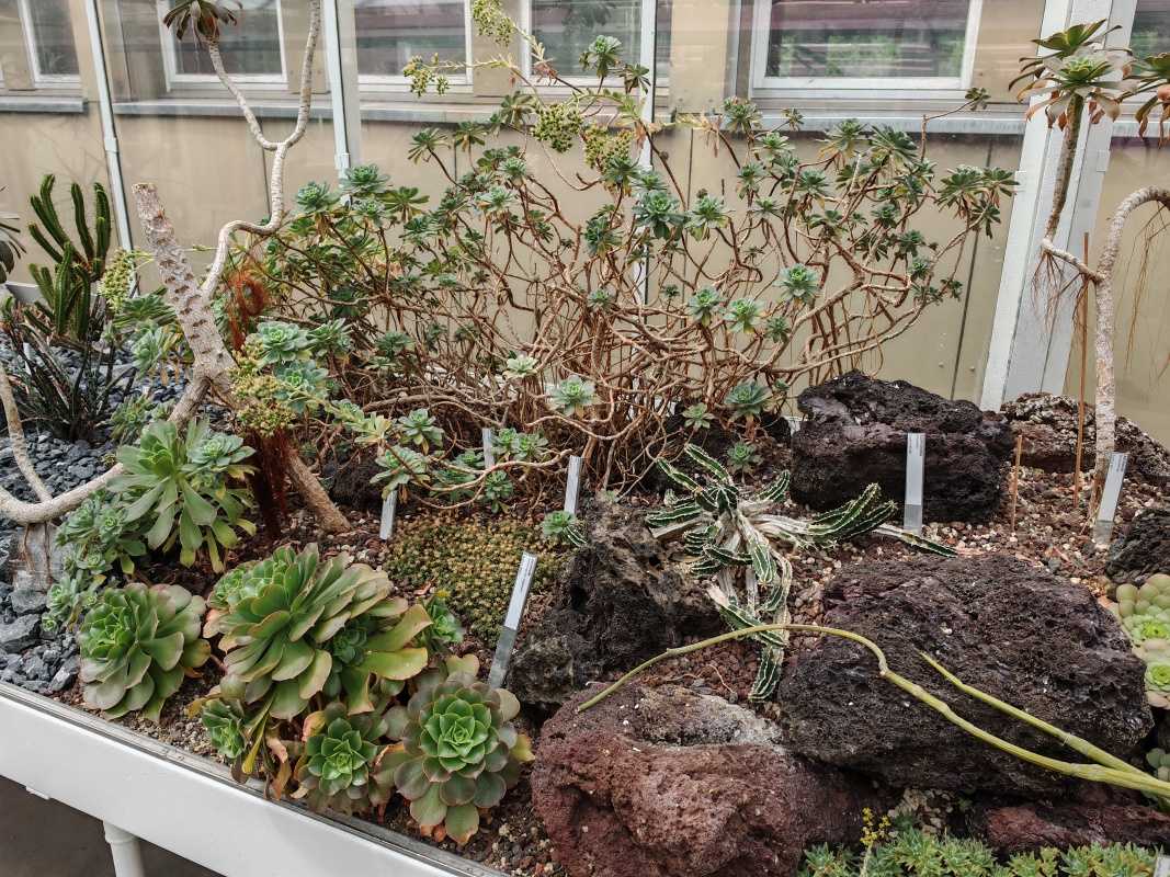 Skleníky so sukulentami