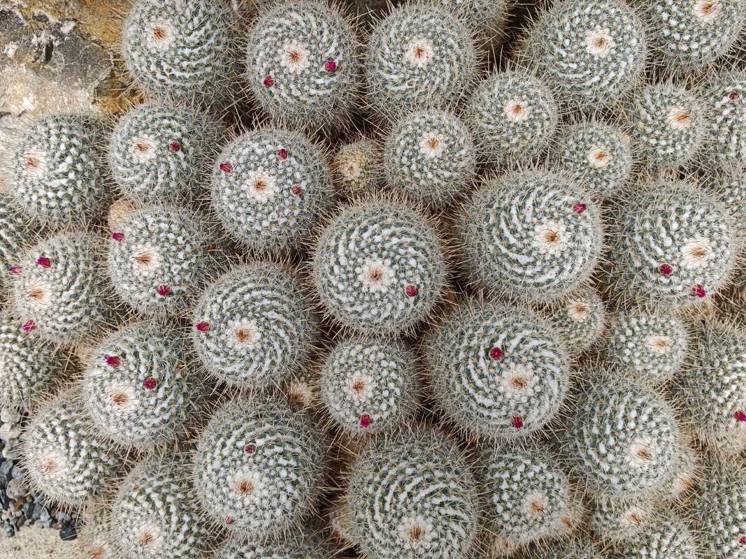 Skleníky so sukulentami