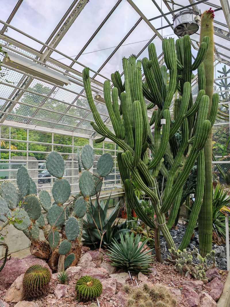 Skleníky so sukulentami